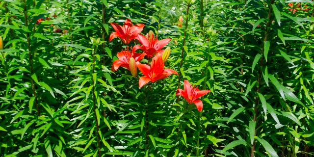 Rdeče cvetje na vrtu